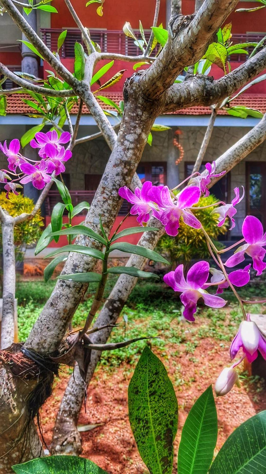 Vedic Heritage Boutique Guest house *